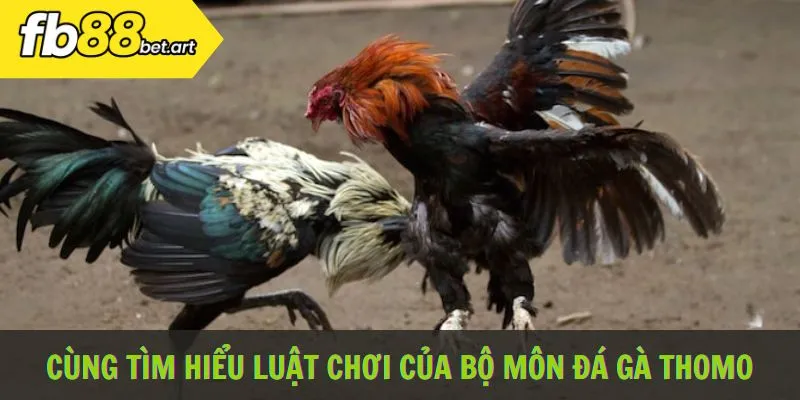 Cùng tìm hiểu luật chơi của bộ môn đá gà Thomo