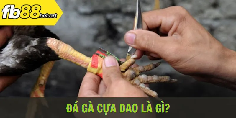 Đá gà cựa dao là gì?