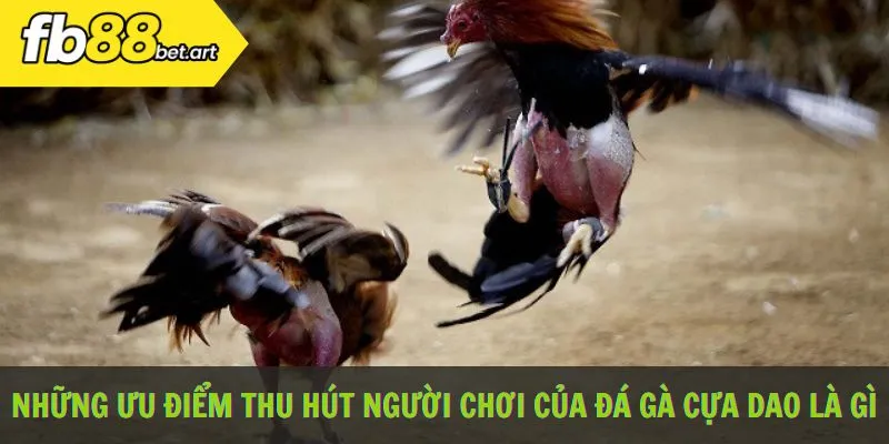 Những ưu điểm thu hút người chơi của đá gà cựa dao là gì