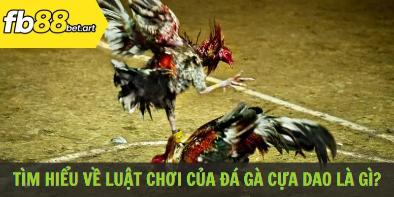 Tìm hiểu về luật chơi của đá gà cựa dao là gì?