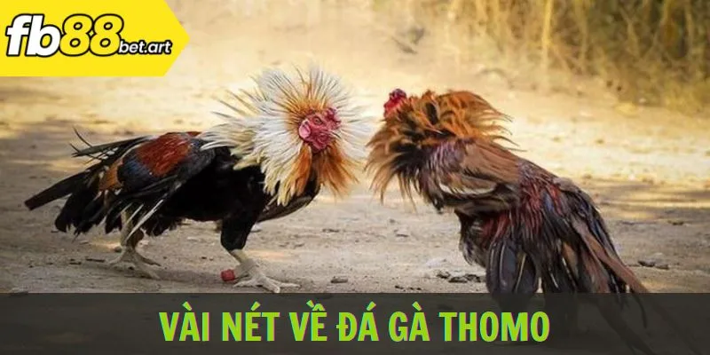 Vài nét về đá gà Thomo