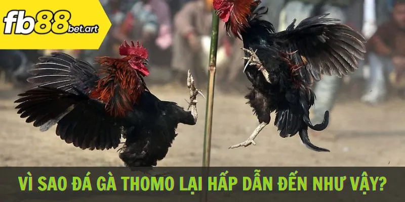 Vì sao đá gà Thomo lại hấp dẫn đến như vậy?